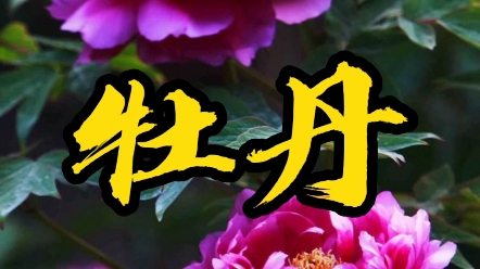 种牡丹花的三个坑,千万别踩!哔哩哔哩bilibili