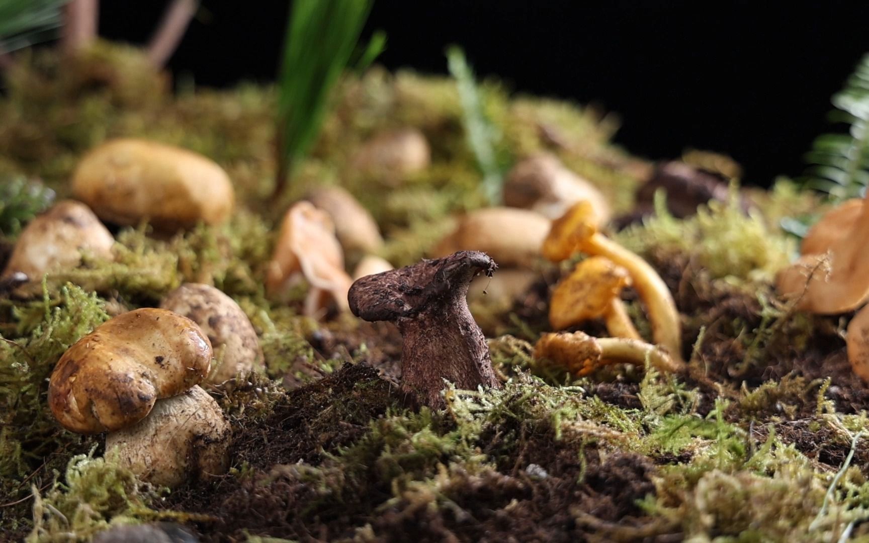 云南野生杂菇汤