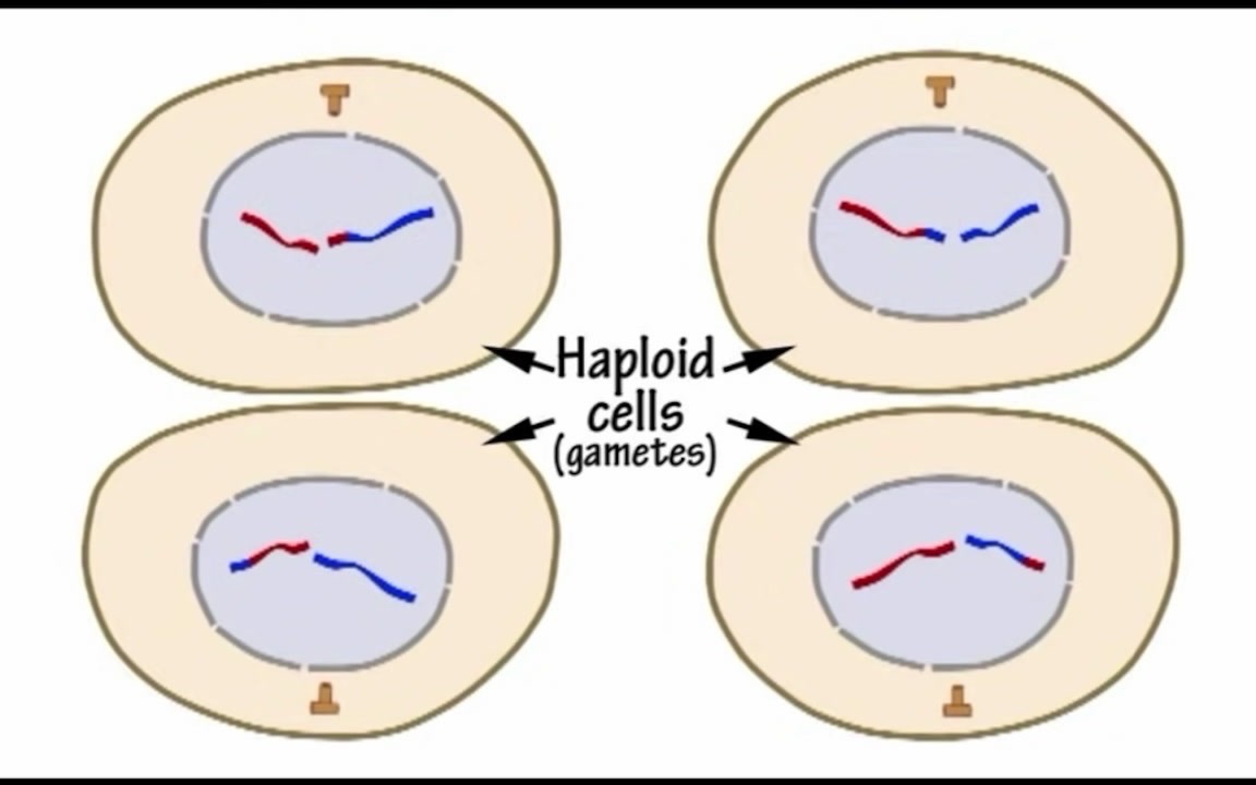 减数分裂歌 Meiosis Song by Peter Weatherall哔哩哔哩bilibili