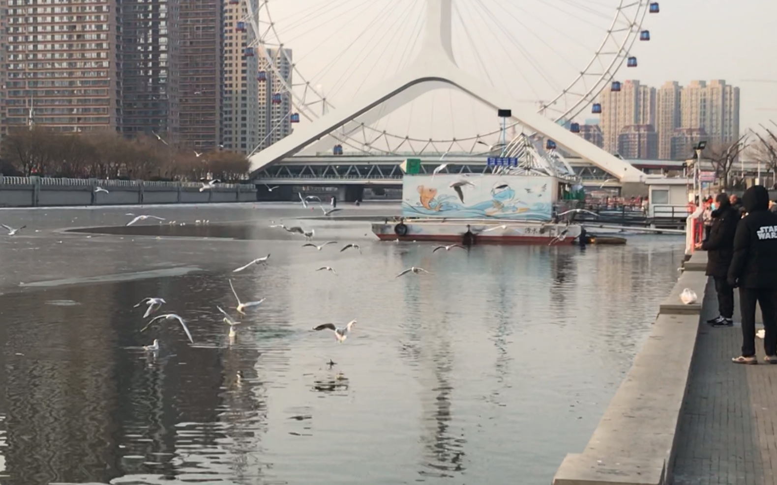 2021年1月19日天津之眼海鸥