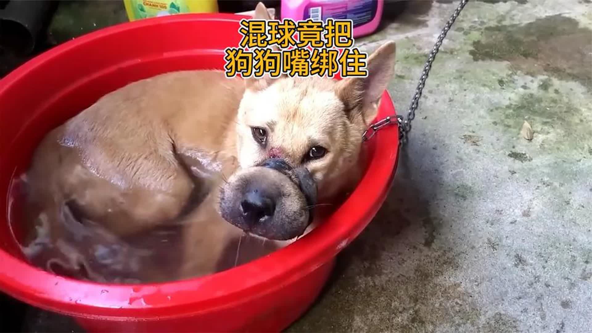 狗狗的嘴被胶带缠住