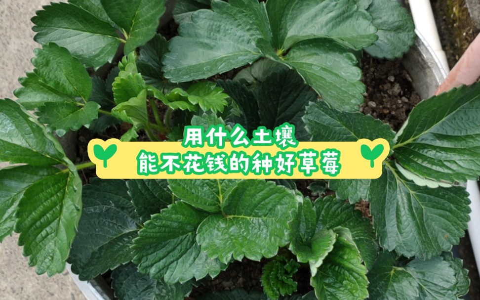 什么土壤不花钱,就能种好草莓,分享下经验哔哩哔哩bilibili