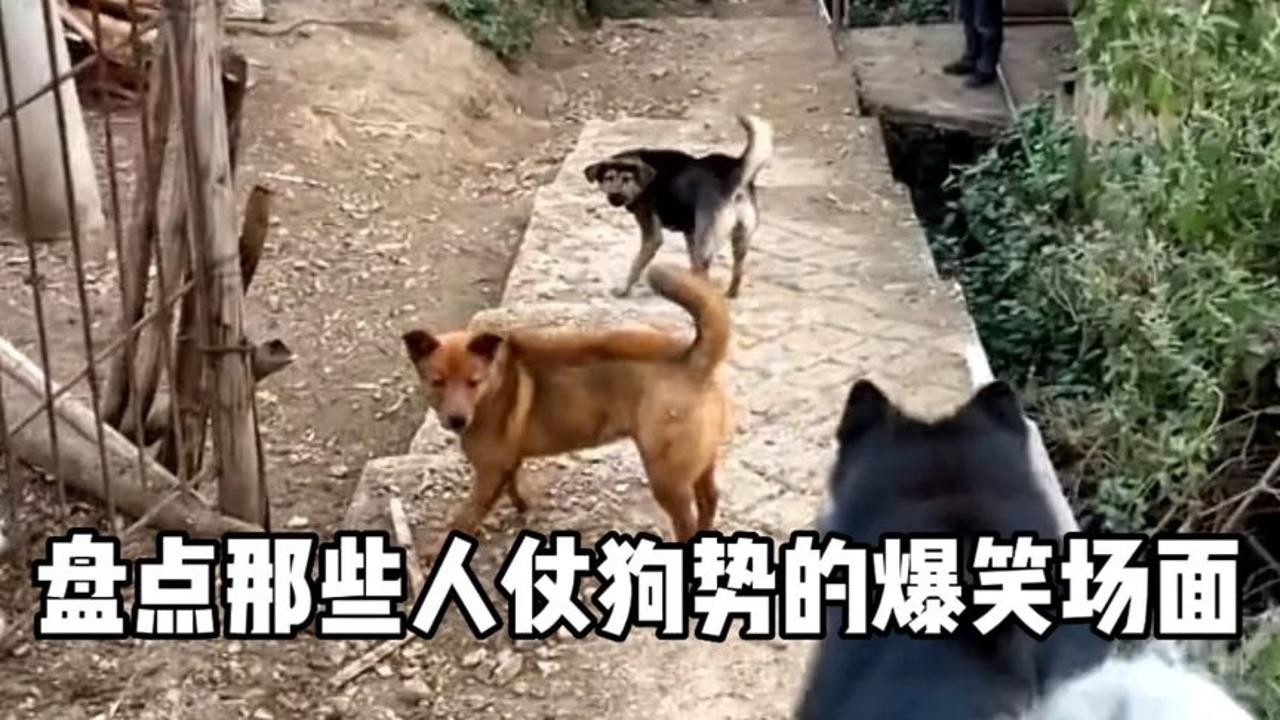 盘点那些人仗狗势的爆笑场面,方圆十里看哪只狗还敢骂我