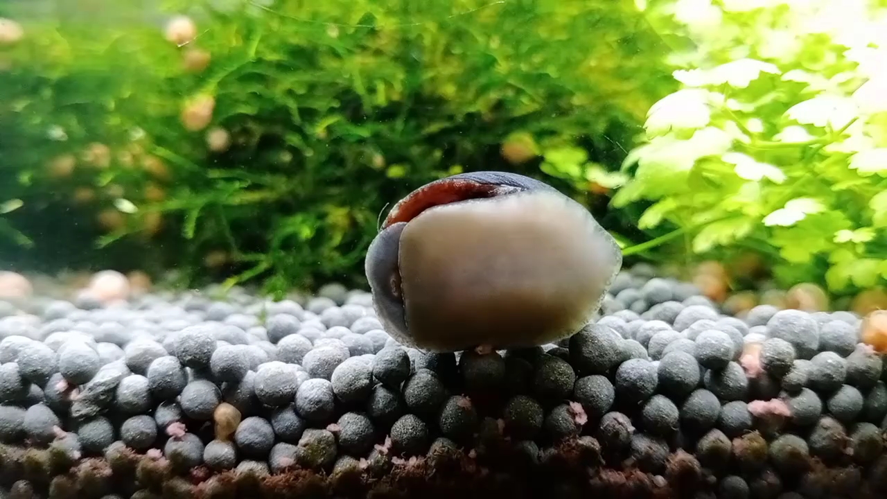 擦玻璃的金刚螺