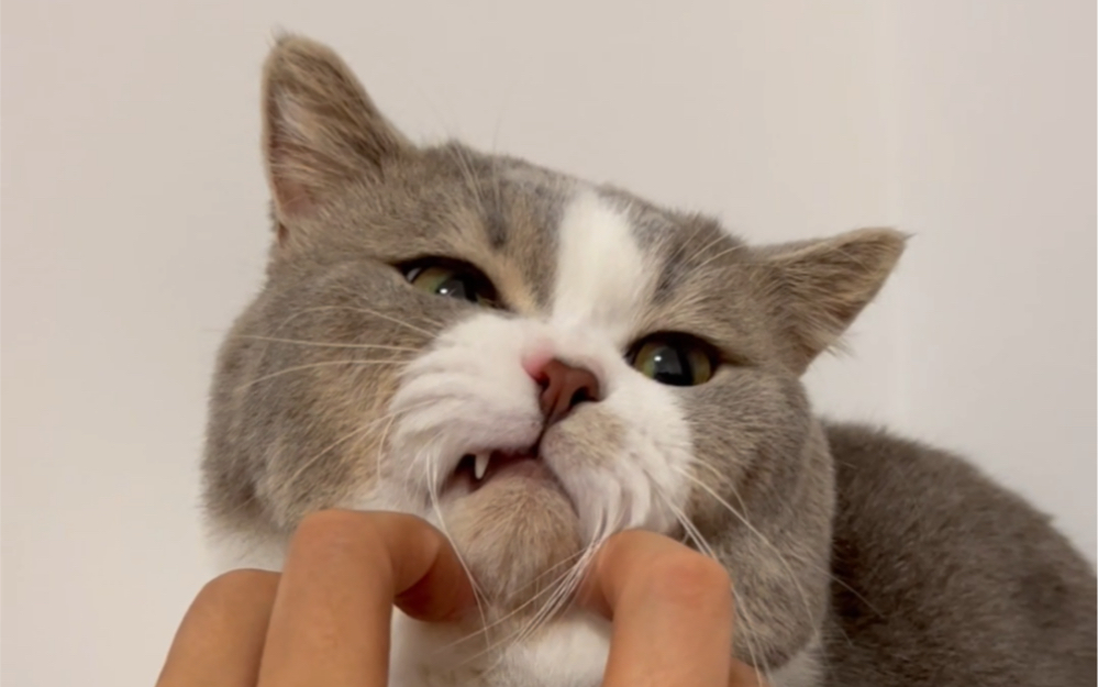 把猫猫向下压,就会获得一只龇牙咧嘴的猫