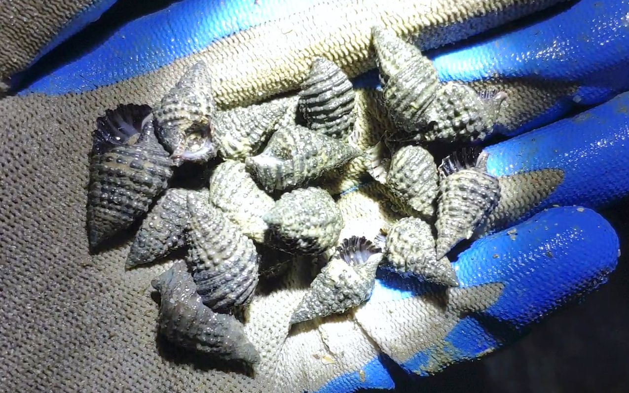 哇塞!这种长海螺啥时候开始泛滥的,一把一把的往桶里放那感觉真爽