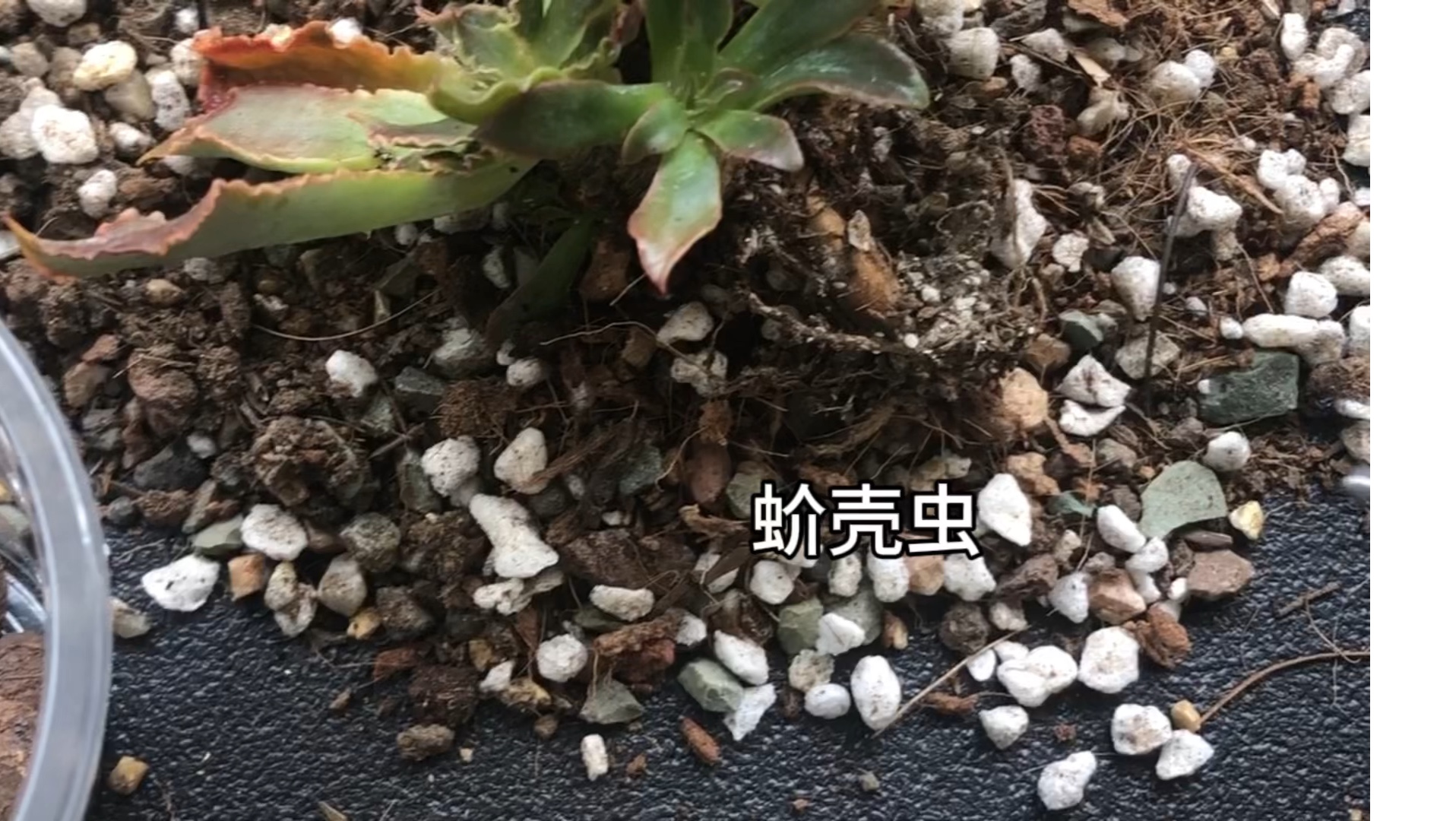 介壳虫怎么根除图片