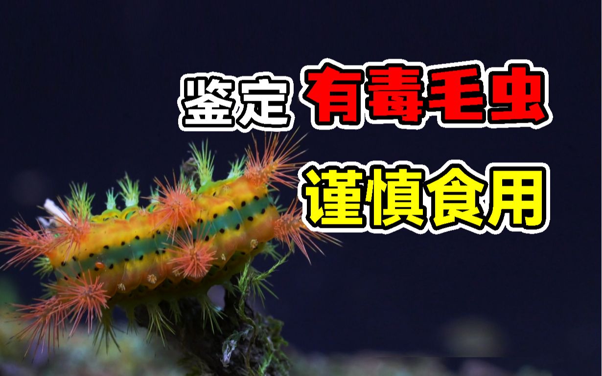 【高能预警】这些毛毛虫你见过吗?鉴定身边的“有毒毛毛虫”哔哩哔哩bilibili