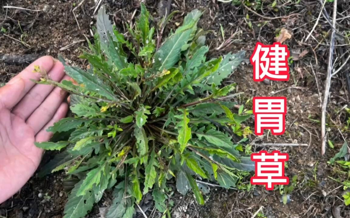 农村用途强大的"健胃草,外地乡下人都了解它,赶紧认识一下吧