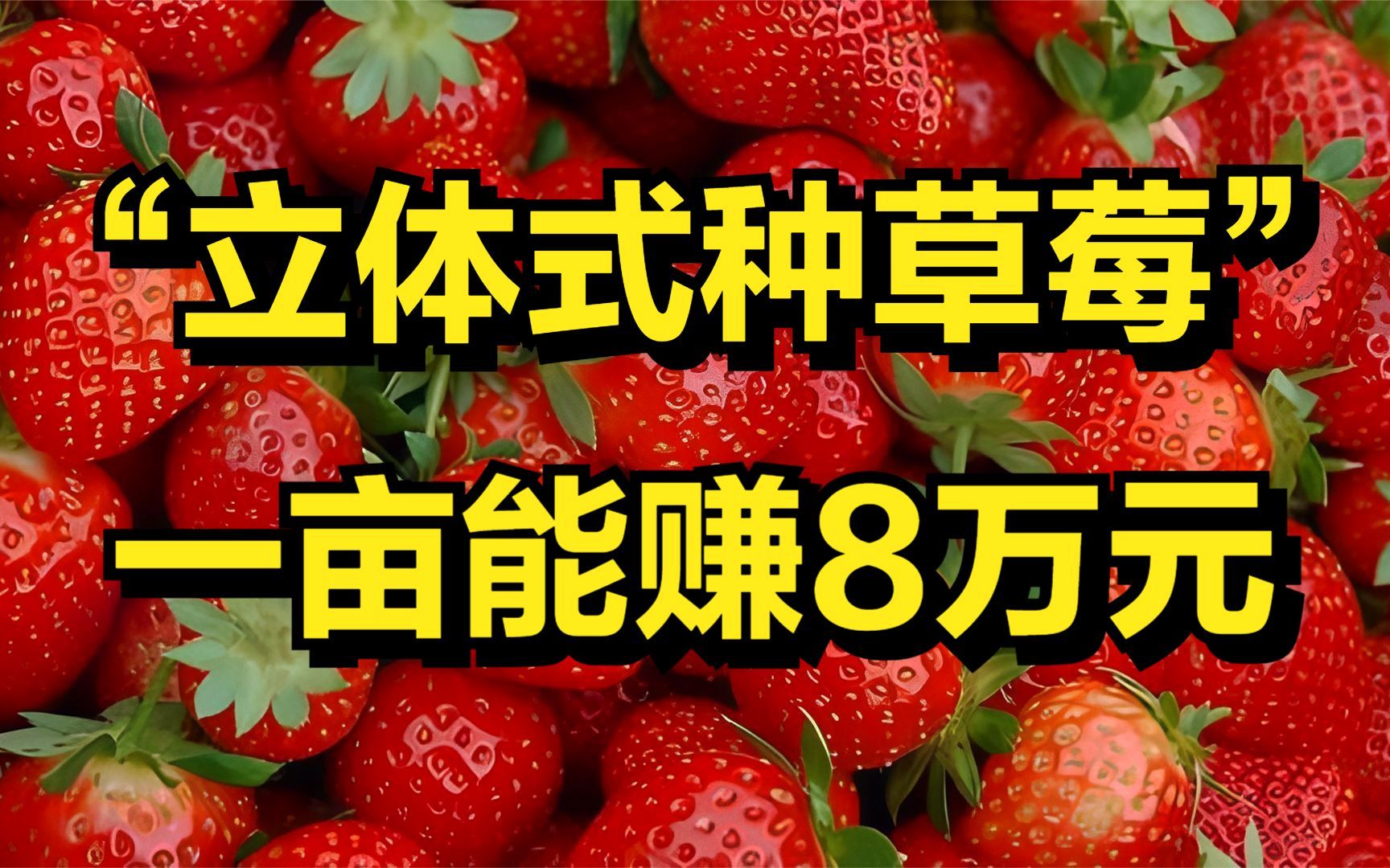 大叔用立体式种草莓的方法,一亩地赚8万元,年销售额达800万元!哔哩哔哩bilibili