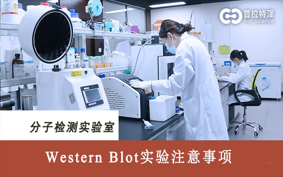 Western Blot(蛋白质免疫印迹)实验操作注意事项哔哩哔哩bilibili