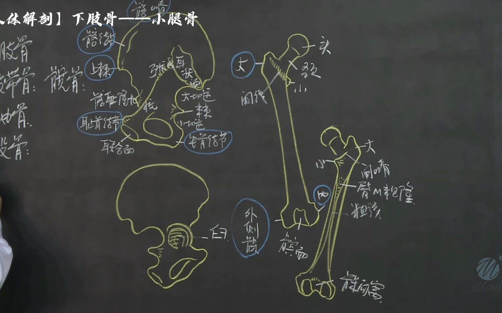 【人体解剖】021下肢骨——小腿骨哔哩哔哩bilibili