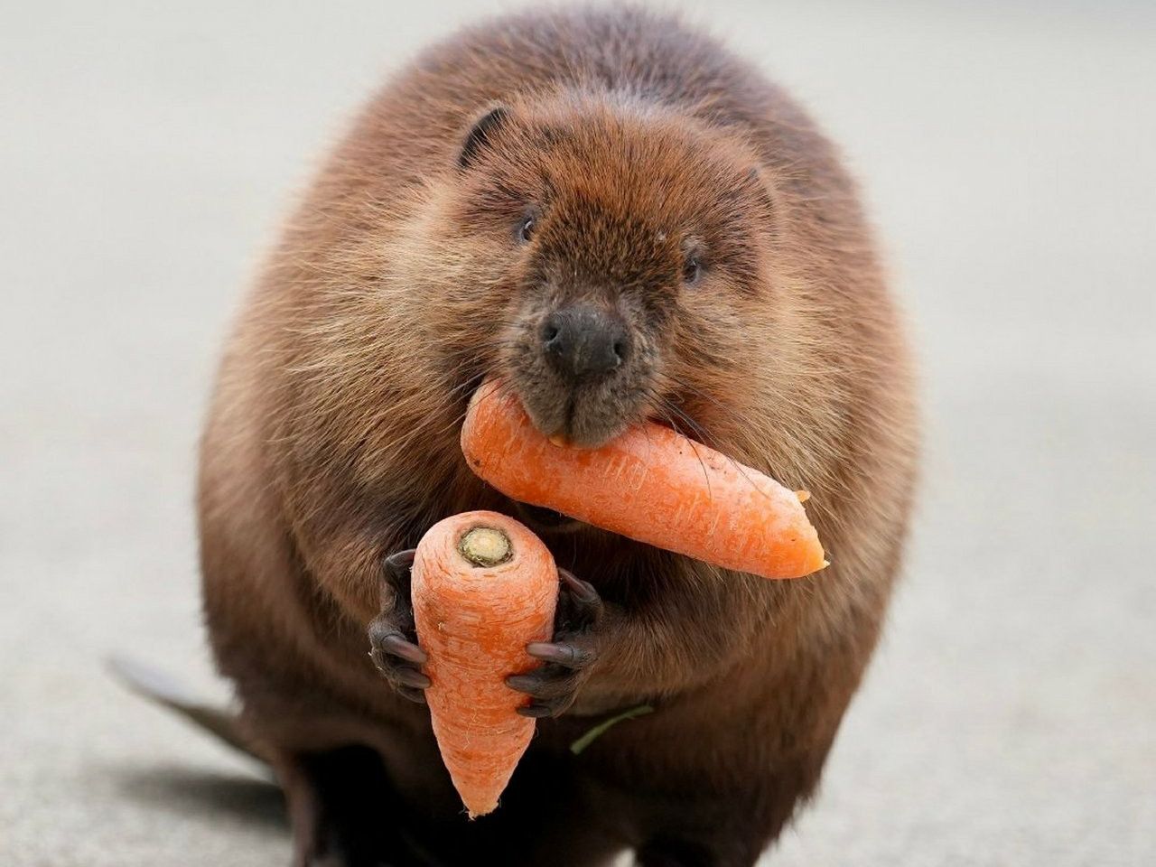 河狸的解释就是合理的解释