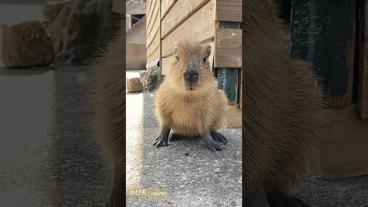 眉清目秀的水豚宝宝