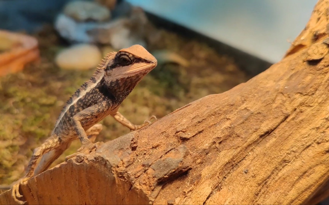 新成员棕背树蜥