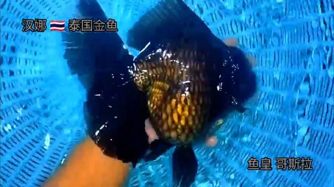 泰国将军渔场 哥斯拉  泰狮金鱼