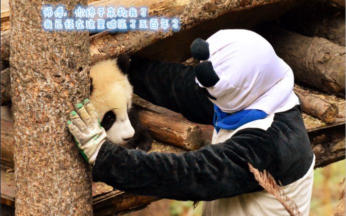 20180315《大熊猫怡云》我们怡云宝宝,太可爱罗哔哩哔哩bilibili