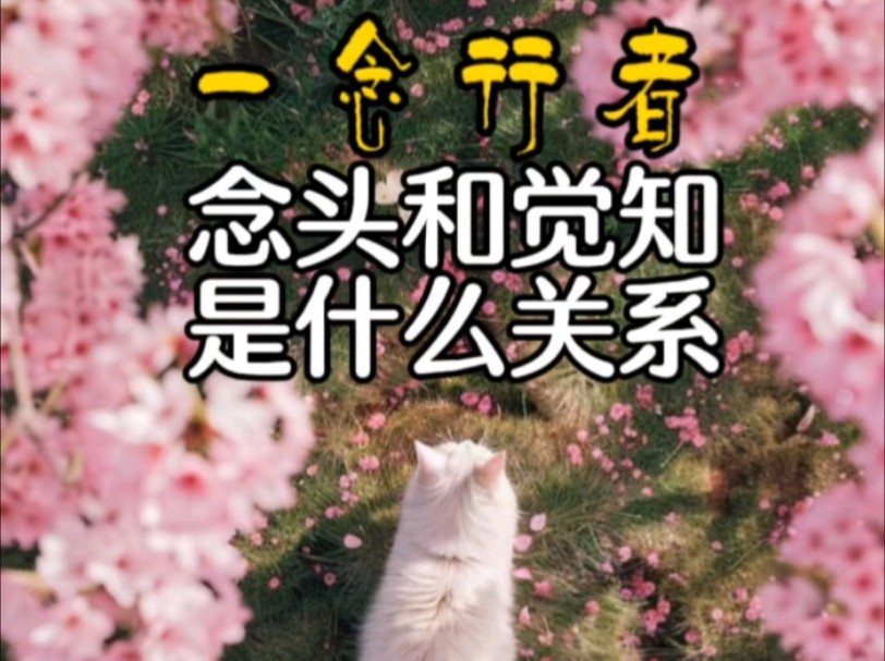 觉知和念头是什么关系?——一念行者