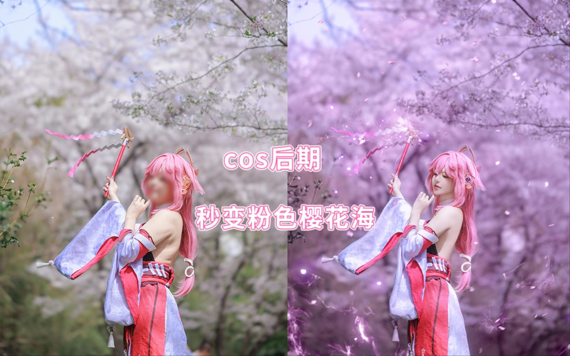 【cos后期】修图秒变粉色樱花海 八重神子修图展示