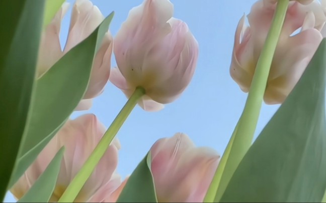 [图]好看的花要和你一起看