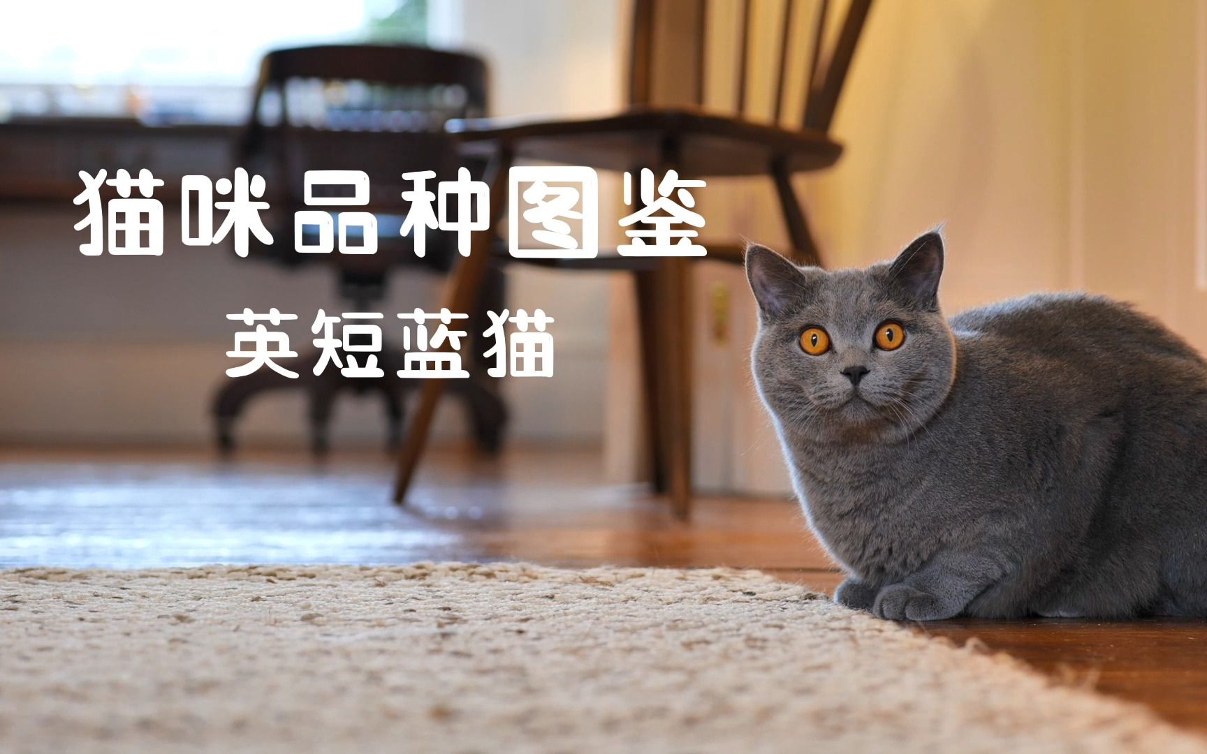 猫咪品种图鉴英短蓝猫哔哩哔哩bilibili