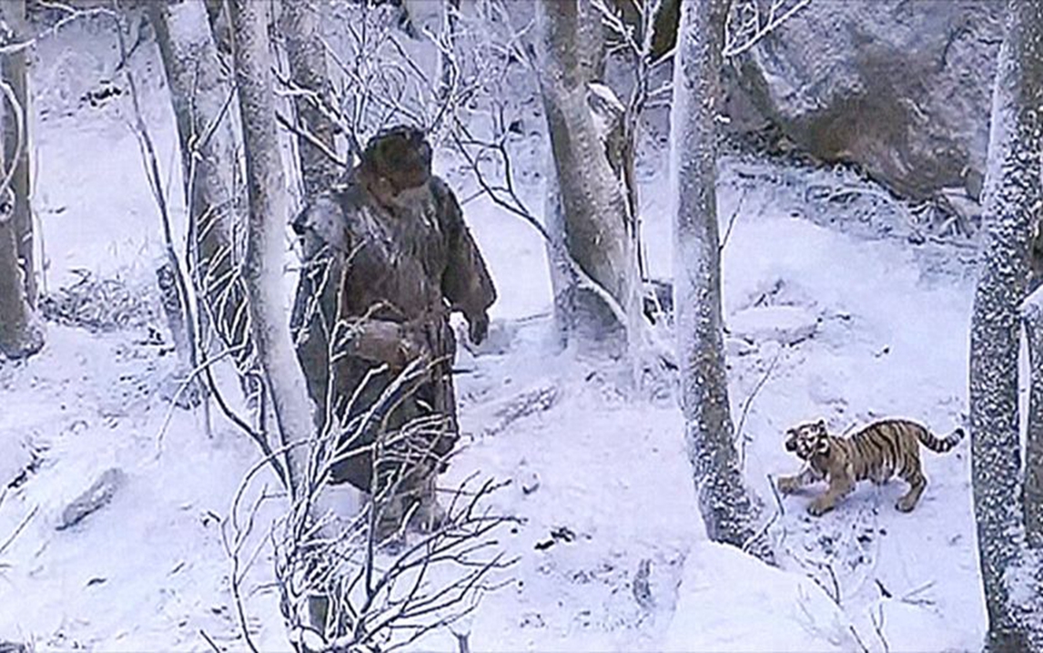 冒险电影:猎人救了小老虎一命,多年后,猎人有难,老虎赶来报恩