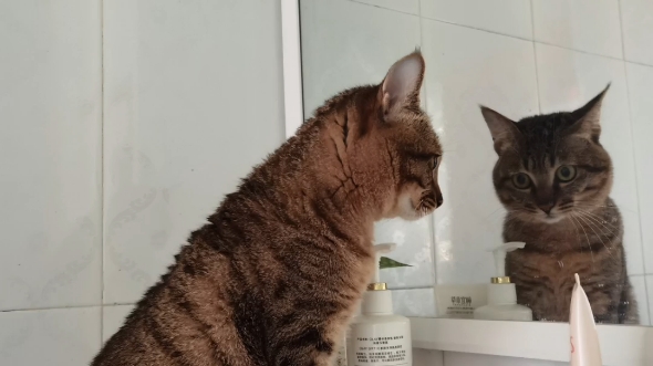 爱照镜子的小花猫图片