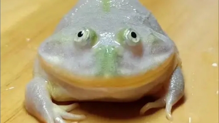 网红小丑蛙全名猫眼珍珠蛙