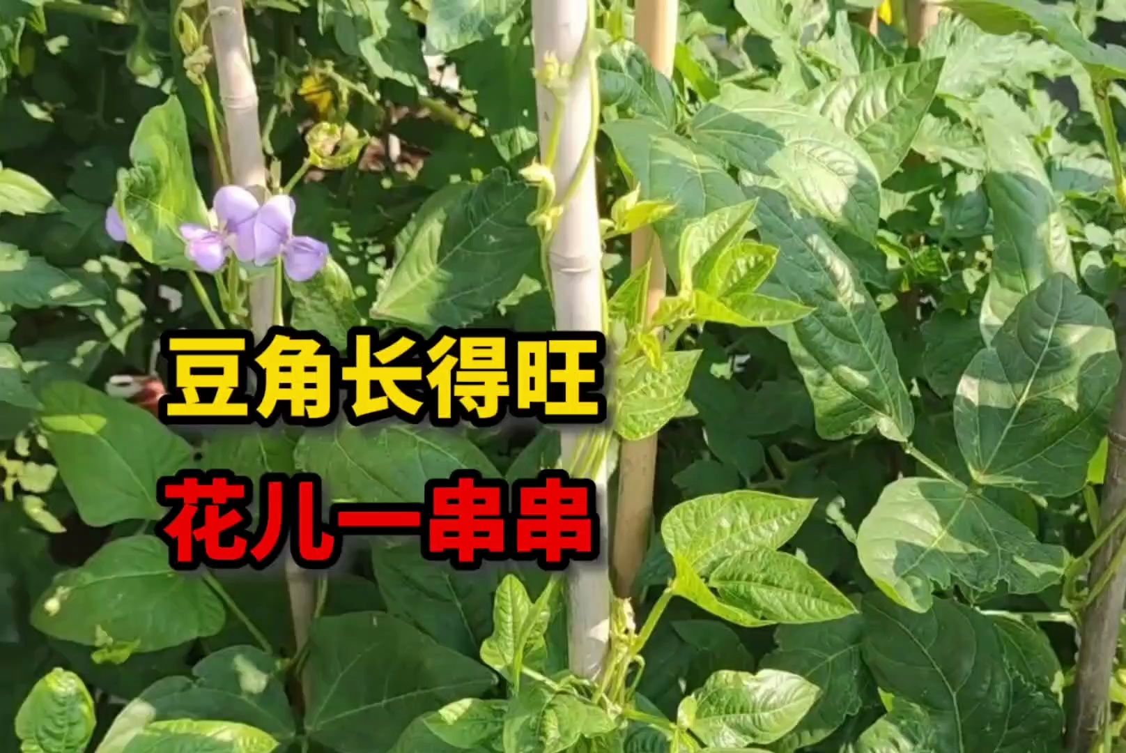 豆角长得旺,花儿一串串,80后老阿姨玩转楼顶种菜#日常