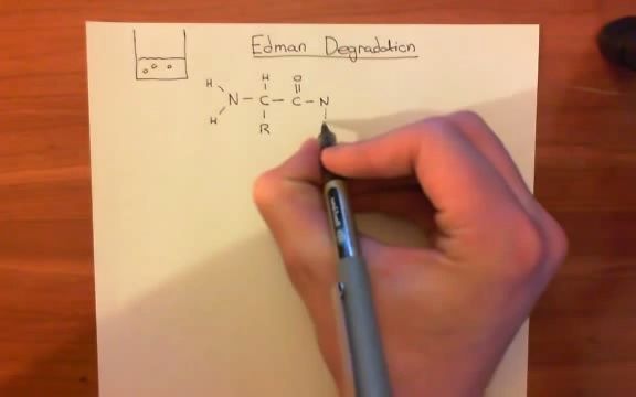 【蛋白测序】Protein sequencing:Edman Degradation Part 1  蛋白测序:Edman降解P1哔哩哔哩bilibili