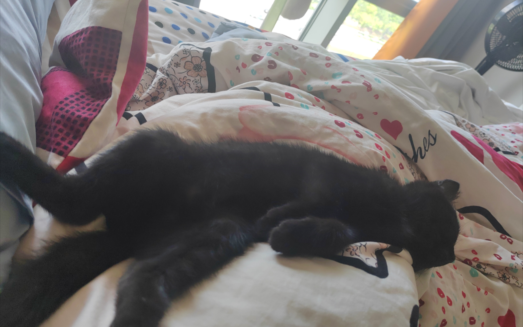 小猫咪沉浸式葛优躺舔毛