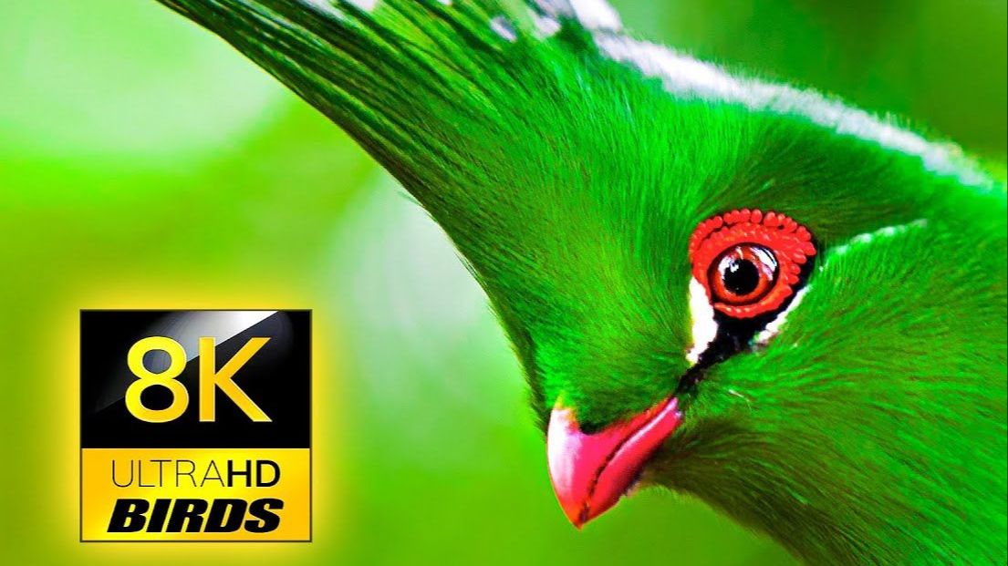 [图]8K 超高清世界上最多彩、最美丽的鸟类 The World's Most Colorful and Beautiful Birds in 8K ULTRA HD