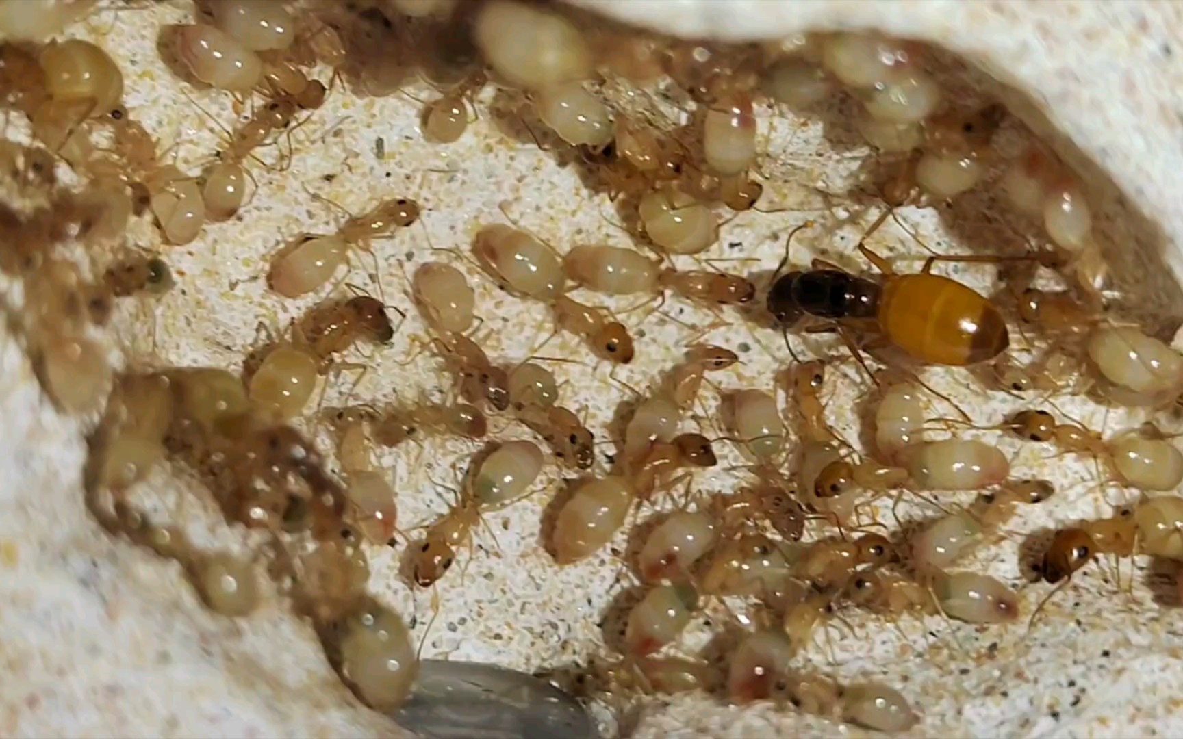 【黑金弓背蚁257天】