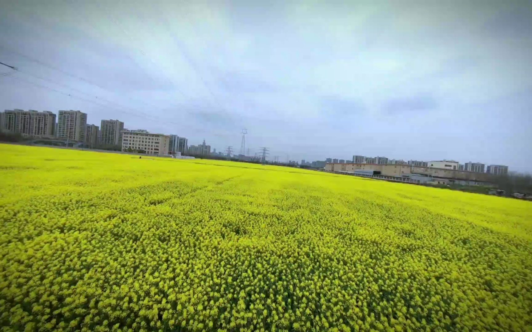 [图]油菜花儿