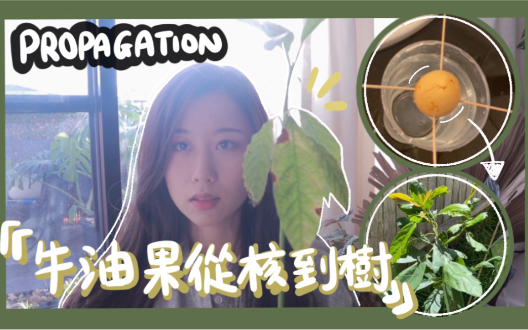 绿植|吃完的牛油果核千万别扔!一个变百个! 𐟥‘ 种植小白一学就会哦!| itslucyluu哔哩哔哩bilibili