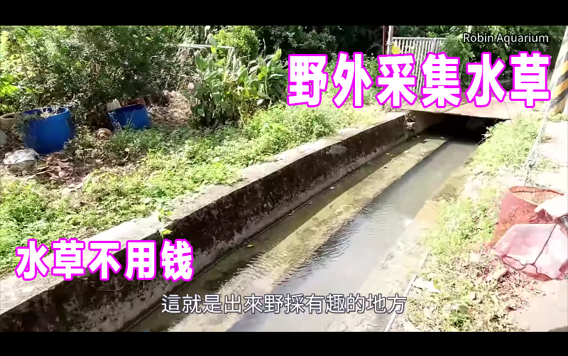 【野外采集水草】水草不用钱 找寻水草栖地野采沟繁缕水蕴草田螺哔哩哔哩bilibili