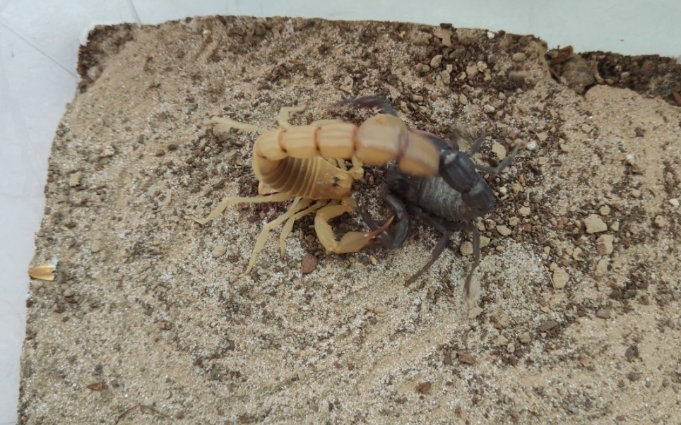 黄肥尾蝎压制黑肥尾蝎