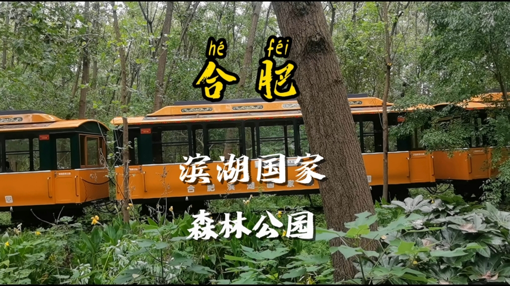 合肥滨湖国家森林公园 国家级森林公园 天然氧吧