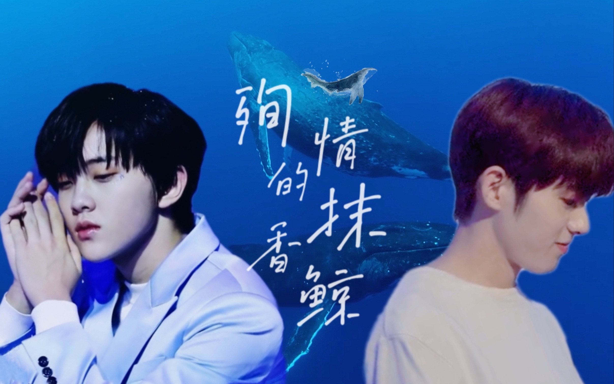 汲星高照|殉情的抹香鲸|这份爱,超乎我想象历久弥新_哔哩哔哩_bili