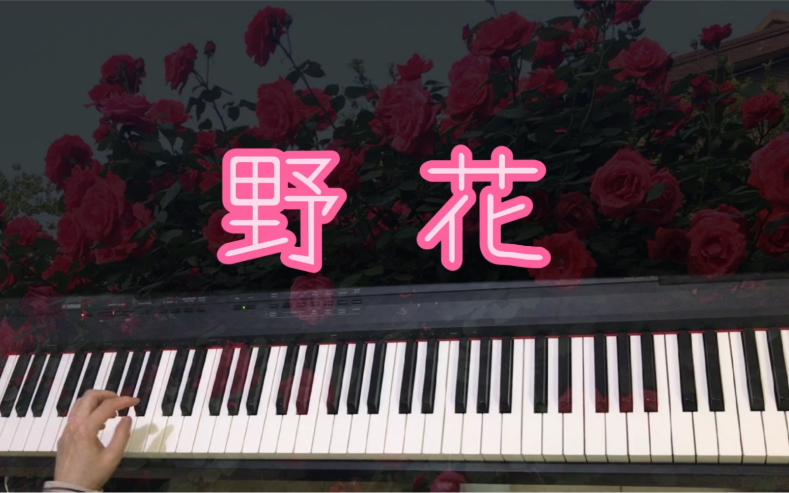 理查德克莱德曼钢琴曲野花
