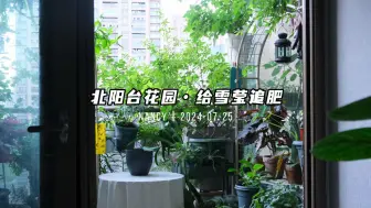 北阳台花园巡园  &  常春藤雪莹追肥