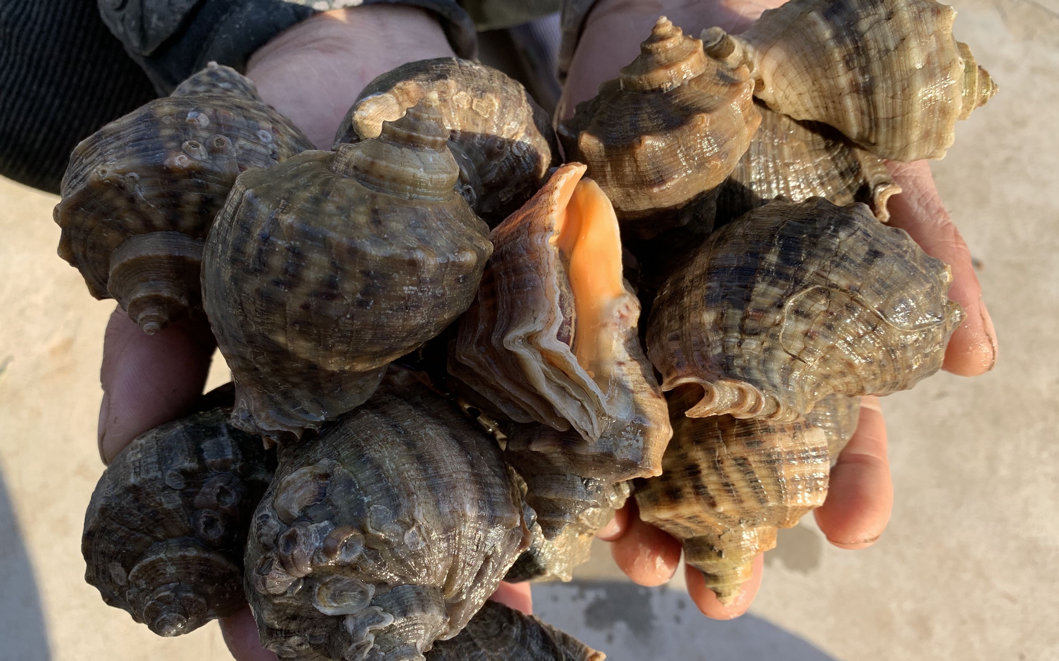 退潮后海边大叔去赶海发现礁石上密密麻麻全是大海螺大叔说自己赶海30