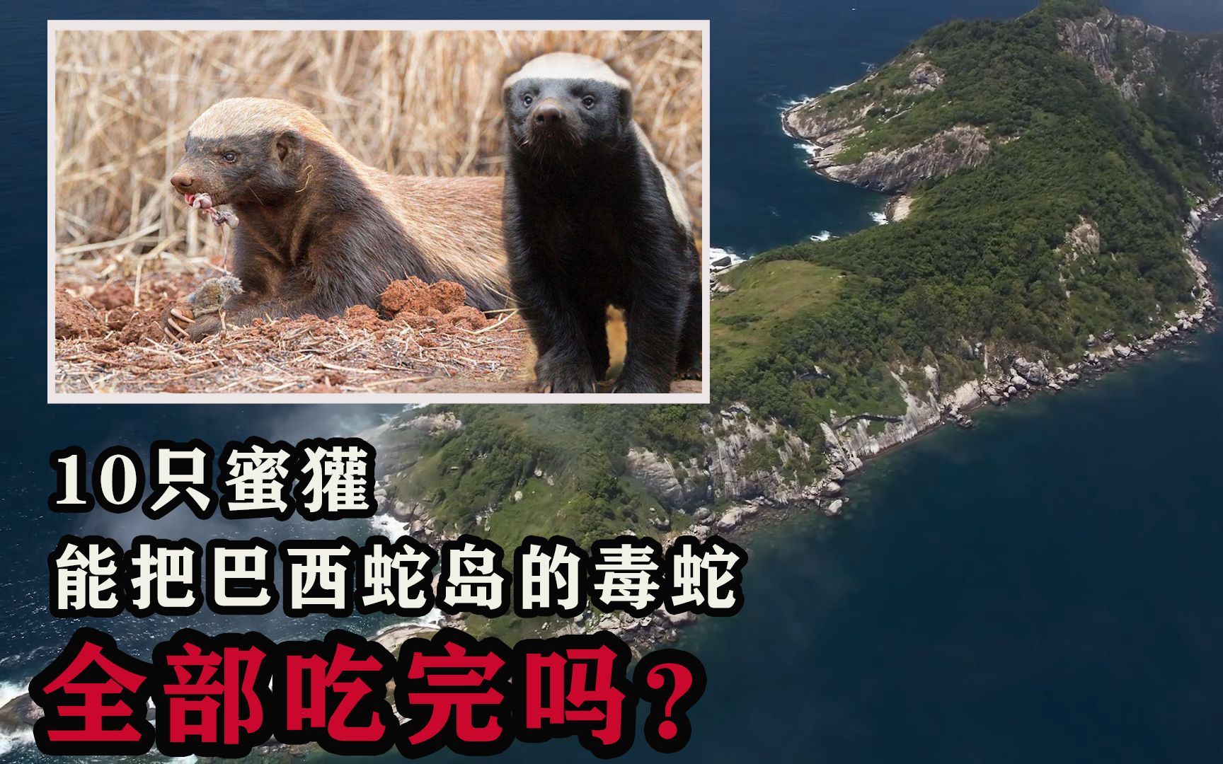 巴西蛇岛有4000多条毒蛇把十只蜜罐放到岛上能把蛇全吃完吗