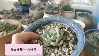 为什么这种易掉叶断头的小老桩不能随便卖 要挑买家卖 哔哩哔哩 Bilibili