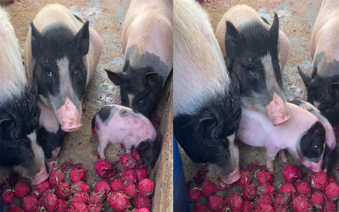 男子长期喂猪吃木瓜,换成火龙果后遭猪翻白眼嫌弃:次果扔了浪费