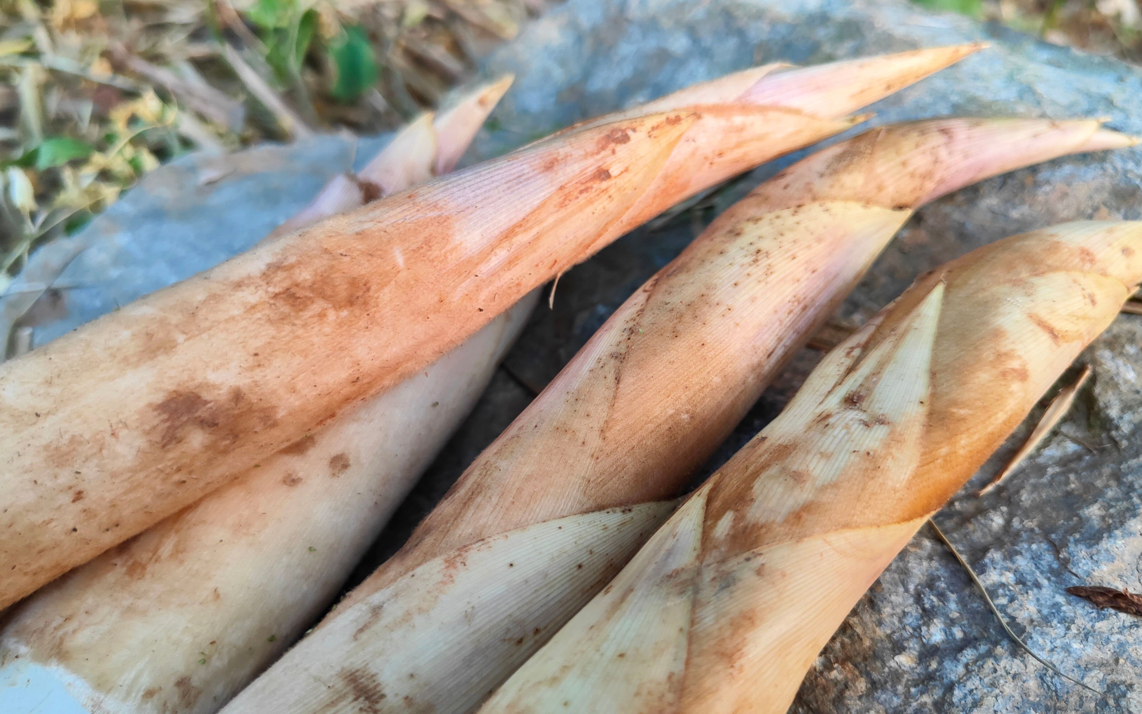 找裂缝挖竹鞭笋,一锄头出两条,运气好轻松挖到近30根高兴坏了