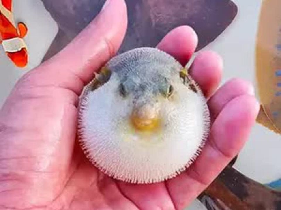 认识小丑鱼,龙虾