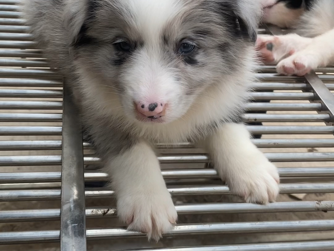 第8集 宠物市场帮粉丝淘一只纯黑色巴哥犬