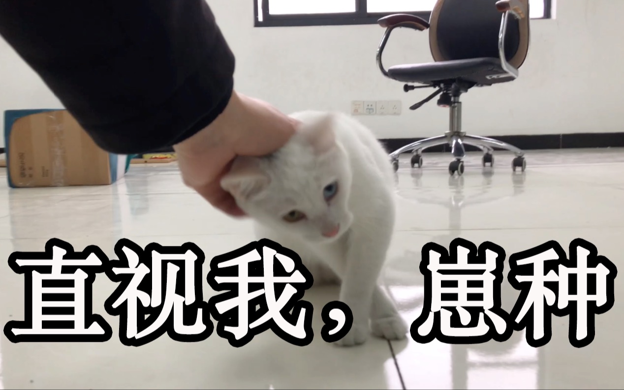 【猫租房】直视我,崽种