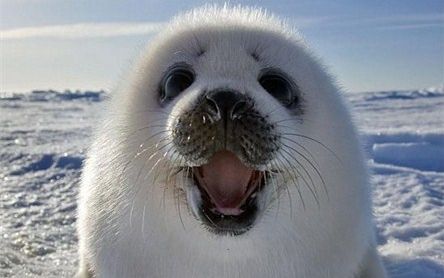 一网鱼捞上来个大海豹